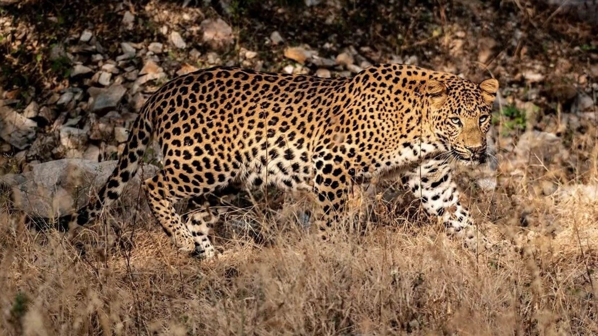 leopards-of-jhalana.Click to read full article.