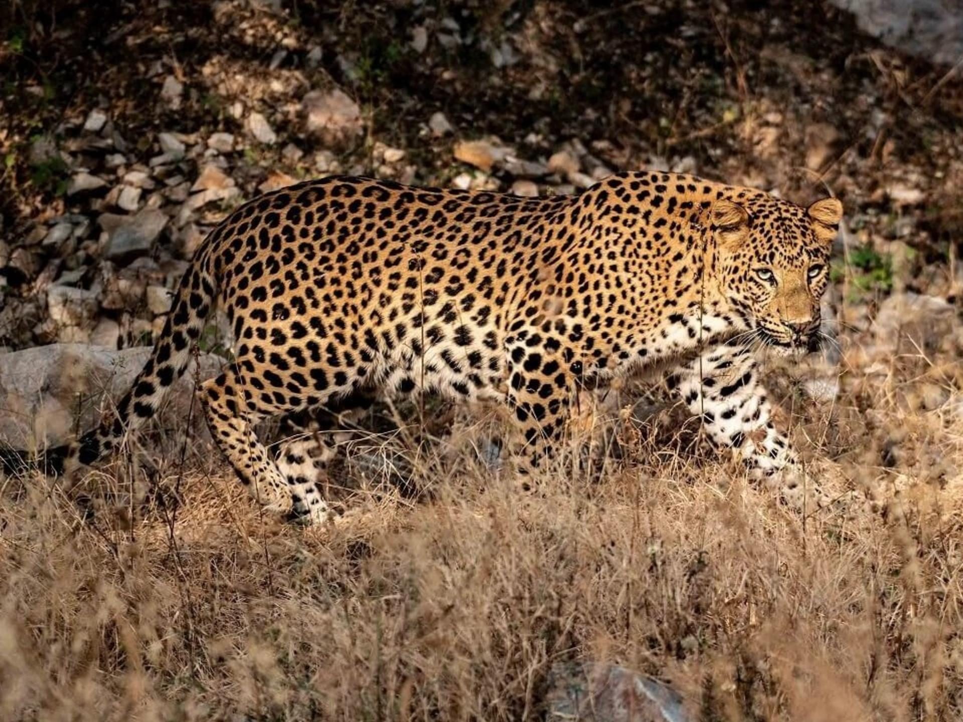 leopards-of-jhalana.Click to read full article.