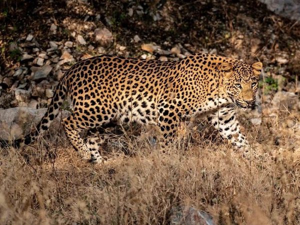 leopards-of-jhalana.Click to read full article.