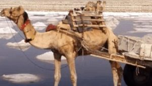 history-of-salt-production.Click to read full article.