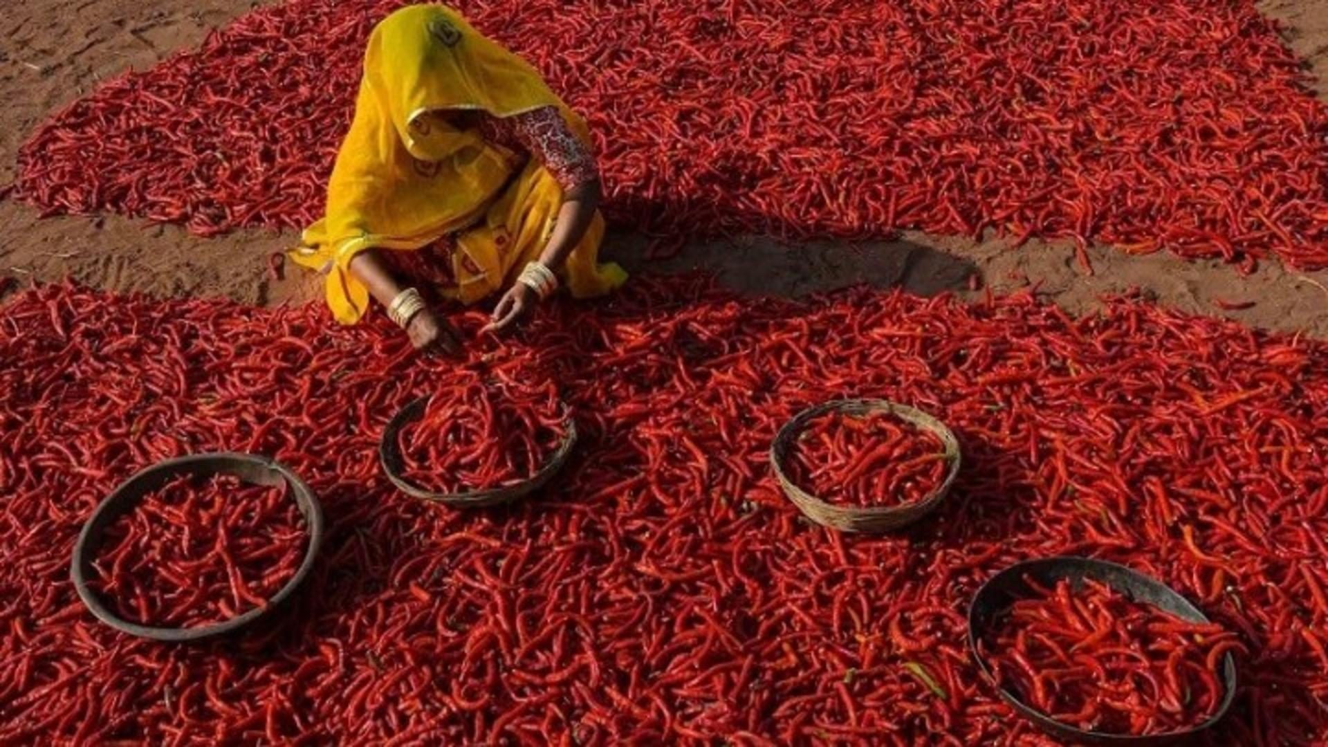 red-hot-chilli-peppers.Click to read full article.