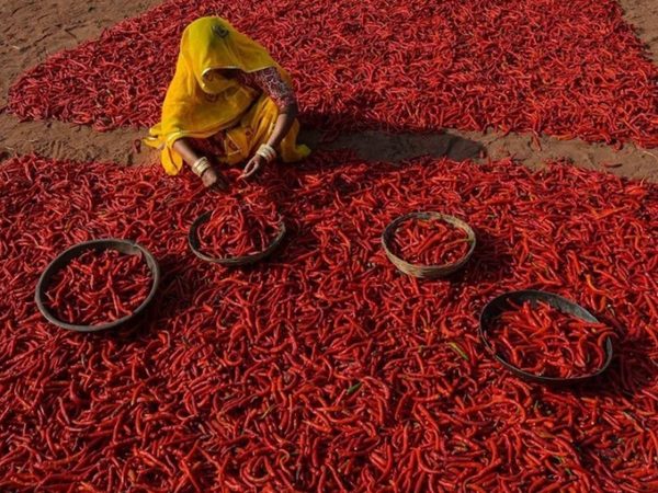 red-hot-chilli-peppers.Click to read full article.