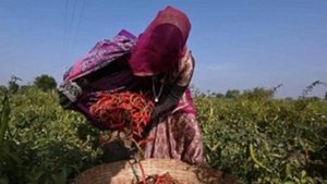 mathania-lal-mirch.Click to read full article.